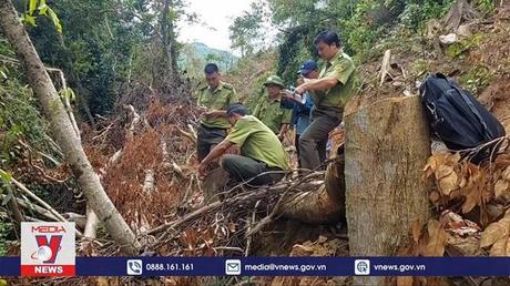 Quảng Trị xử lý triệt để vụ phá rừng ở xã Cam Tuyền