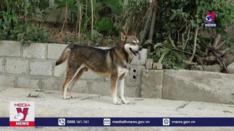 Tử vong do bệnh dại tăng vì người dân từ chối vaccine