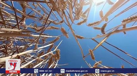 Giá lương thực thế giới giảm tháng thứ 6 liên tiếp