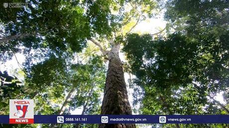 Lần đầu tiên tiếp cận được cây cao nhất trong rừng Amazon