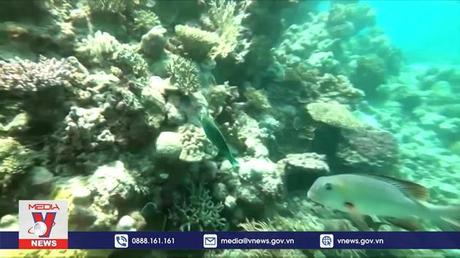 Hơn 50% số rạn san hô toàn cầu có thể “biến mất”