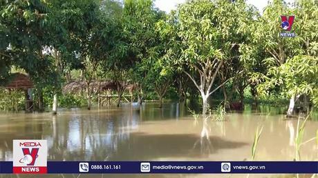 Nhiều vườn cây ăn quả tại Đồng Tháp bị ảnh hưởng do triều cường