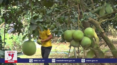 120 vùng nông sản Đồng Nai được cấp mã số xuất khẩu