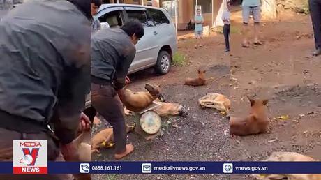 Cảnh sát giao thông Bình Phước bắt giữ nhóm trộm chó