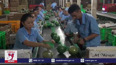 Lô bưởi Việt Nam đầu tiên sắp xuất khẩu sang Mỹ