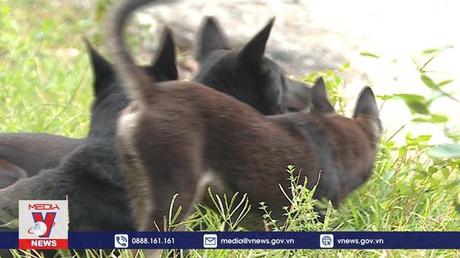 Ngăn chặn tình trạng phơi nhiễm dại tăng cao