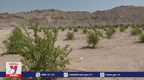 Công nghệ mới biến sa mạc thành vườn cây trái