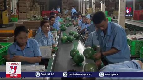 Trái bưởi tươi chính thức được xuất khẩu sang Hoa Kỳ