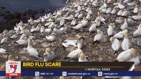 Châu Âu trải qua mùa dịch cúm gia cầm nghiêm trọng
