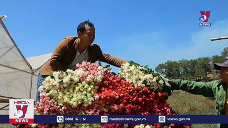 Lâm Đồng: Giá hoa Đà Lạt tăng gấp đôi dịp lễ 20/10