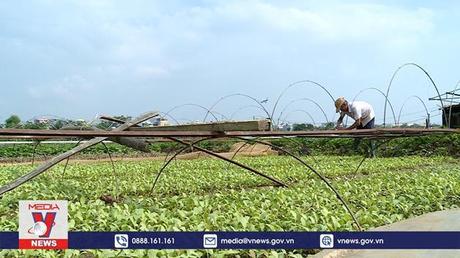 Khôi phục sản xuất rau màu sau mưa lũ 