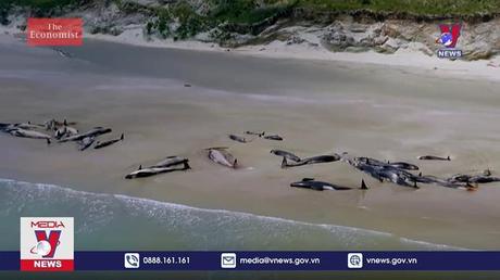 Đáp lại lời kêu cứu từ cá voi