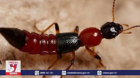 Nhiều người viêm da do tiếp xúc với kiến ba khoang