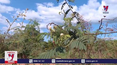 Cây mai dương xâm lấn hơn 17.000 ha vùng bán ngập hồ Trị An