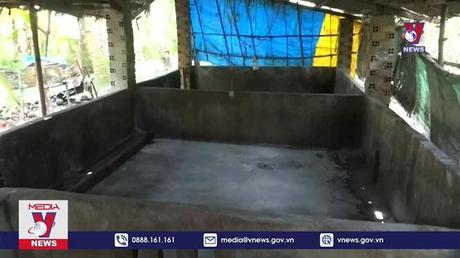 Trà Vinh tái phát dịch tả lợn châu Phi 