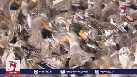 Khẩn trương ngăn chặn dịch cúm gia cầm