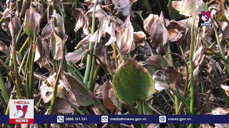 Người dân ở Hải Dương phun thuốc diệt cỏ xuống kênh