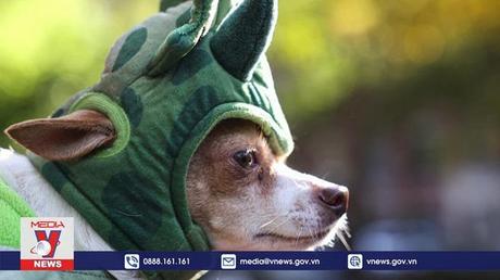 Vui nhộn những chú chó Halloween
