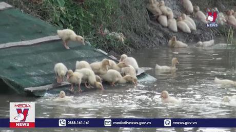 Khẩn cấp phòng, chống cúm gia cầm lây sang người