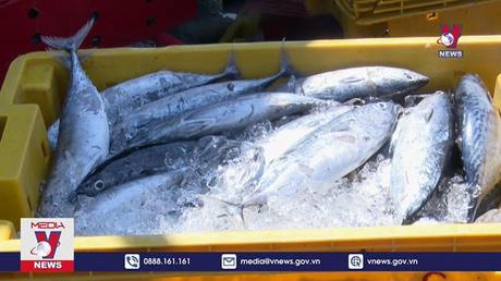 Xuất khẩu cá ngừ có thể đạt 1 tỉ USD