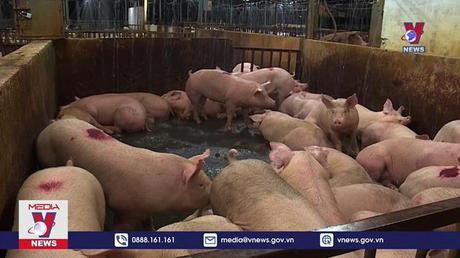 Đảm bảo nguồn thịt lợn cho tiêu dùng cuối năm