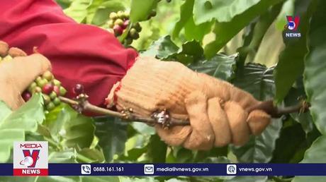 Xuất khẩu cà phê có thể cán mốc 4 tỷ USD