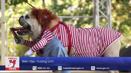 Lễ Halloween đến sớm với những chú chó tại New York