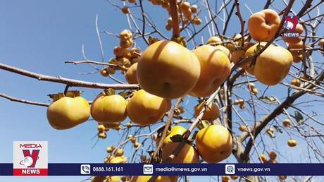 Trải nghiệm mùa hồng chín trên cao nguyên Mộc Châu