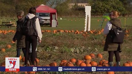Người Anh trải nghiệm hái bí ngô dịp Halloween