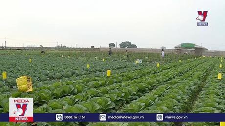 Bỏ tem Vietgap vì khó cạnh tranh với rau chợ