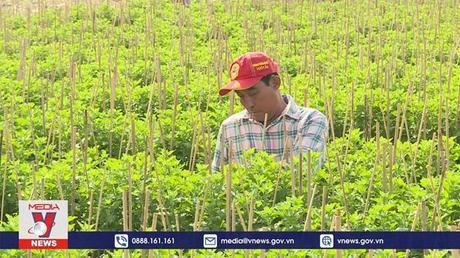 TP.HCM xây dựng Thương hiệu Vàng nông nghiệp