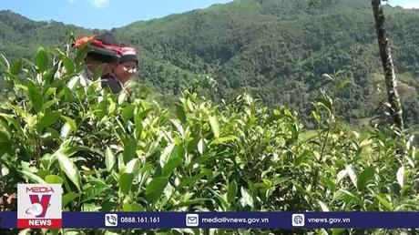 Hà Giang: Phát triển cây Chè Shan tuyết theo hướng hữu cơ