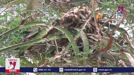 Người dân Long An bỏ hoang nhiều vườn trồng thanh long