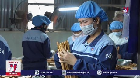 “Vàng xanh” trên đất Yên Bái