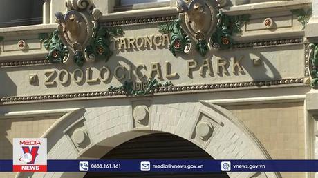 Khống chế thành công 5 sư tử xổng chuồng tại Australia