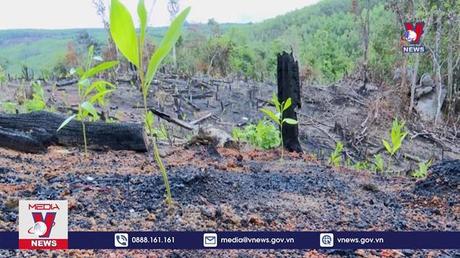 Phú Yên khởi tố lãnh đạo BQL rừng phòng hộ