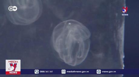 Báo động suy giảm động vật hoang dã