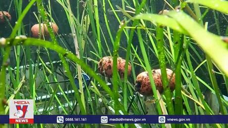 Đức nghiên cứu cỏ biển Baltic chống biến đổi khí hậu