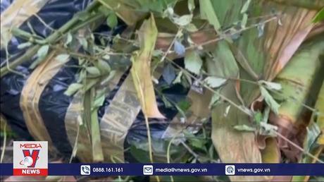 Thu giữ 74 kg pháo trái phép