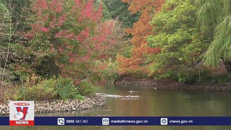 Thay mới cây cối để thích nghi với nắng nóng