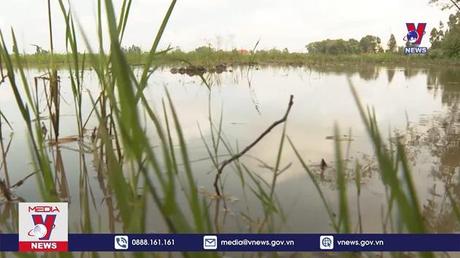 Hàng nghìn ha sản xuất vụ lúa Thu Đông ở Bạc Liêu bị bỏ hoang