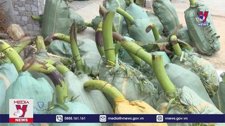 Chuối tươi xuất khẩu chính ngạch sang Trung Quốc