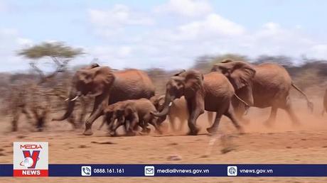 Động vật hoang dã chết hàng loạt ở Kenya