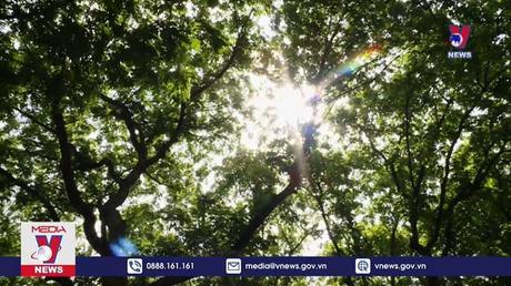 Nhiều cây xanh ở Hà Nội bị cản trở sinh trưởng