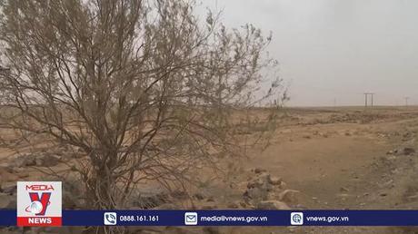 Phục hồi các vùng đất sa mạc hóa bằng cây trồng bản địa