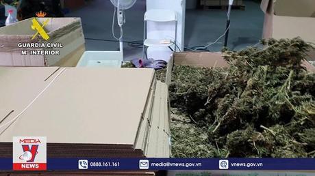 Tây Ban Nha thu giữ lượng cần sa kỷ lục