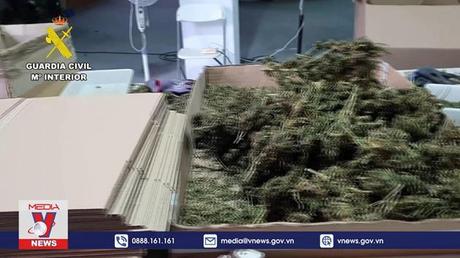 Tây Ban Nha thu giữ lượng cần sa khô kỷ lục