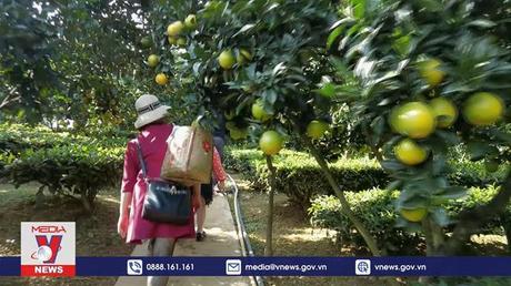 Trải nghiệm vườn cam vàng ươm tại cao nguyên Mộc Châu