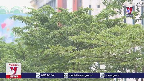 Xung quanh việc trồng cây đô thị