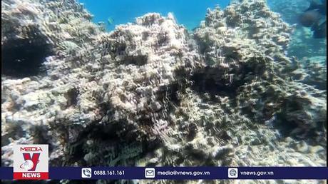 Tạm dừng hoạt động lặn biển tại vịnh Nha Trang